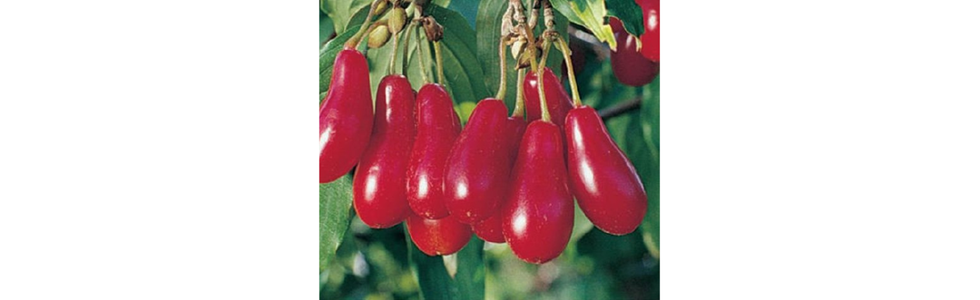 Нутра оффер с которого может начать каждый новичок