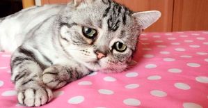 О болях клиентов в наших продающих текстах