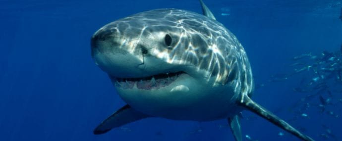 Чем нас кормили партнерки на этой неделе читай в дайджесте №1 (25 - 31 июля)