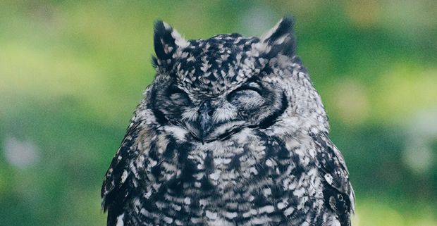 Яблочная лихорадка, пледики и лям рублей: что стряслось с партнерками на этой неделе