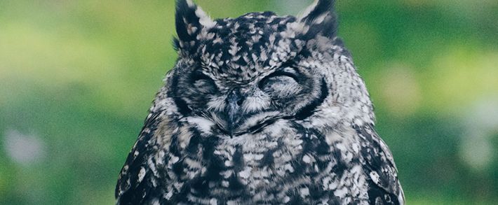 Яблочная лихорадка, пледики и лям рублей: что стряслось с партнерками на этой неделе