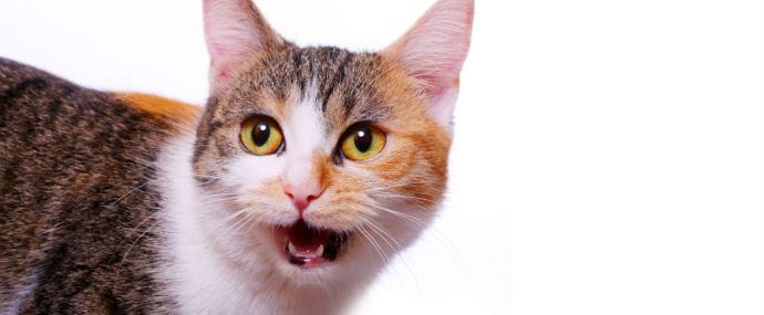 ESET предупреждает, что нельзя кликать на ссылки в WhatsApp