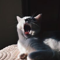 Котаны, не зеваем, дайджест от Где Трафика читаем