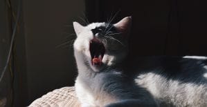 Котаны, не зеваем, дайджест от Где Трафика читаем