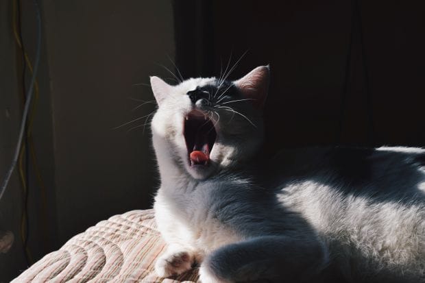 Котаны, не зеваем, дайджест от Где Трафика читаем