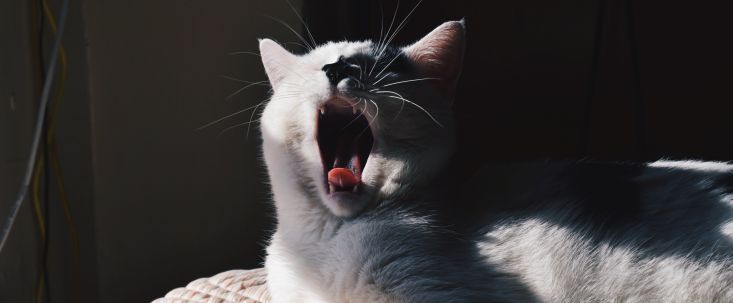 Котаны, не зеваем, дайджест от Где Трафика читаем