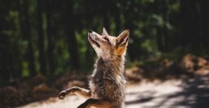 Эй, дашь дайджест почитать?