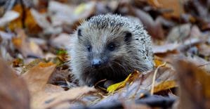 Осенний переполох у партнерок: кто больше предложит за траф