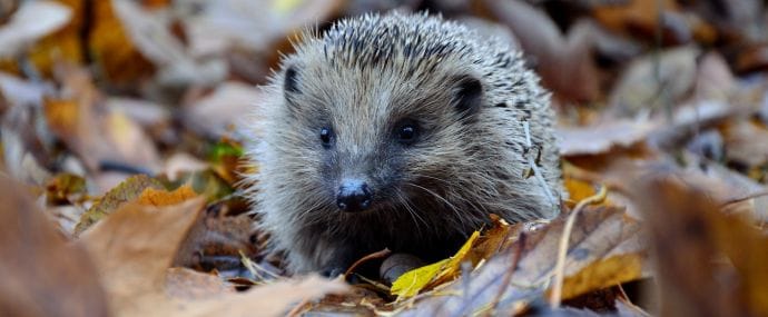 Осенний переполох у партнерок: кто больше предложит за траф