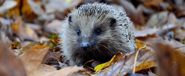 Осенний переполох у партнерок: кто больше предложит за траф