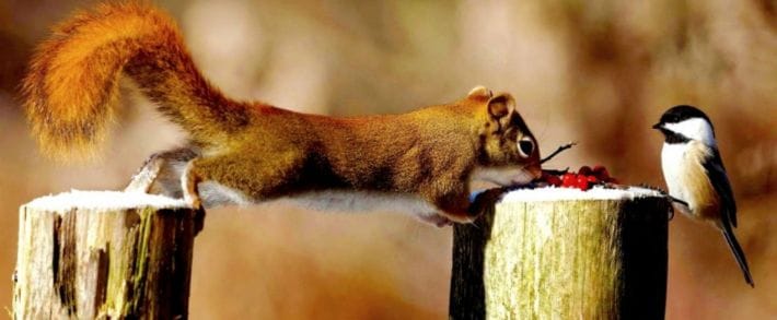 Yahoo покажет результаты поиска Google