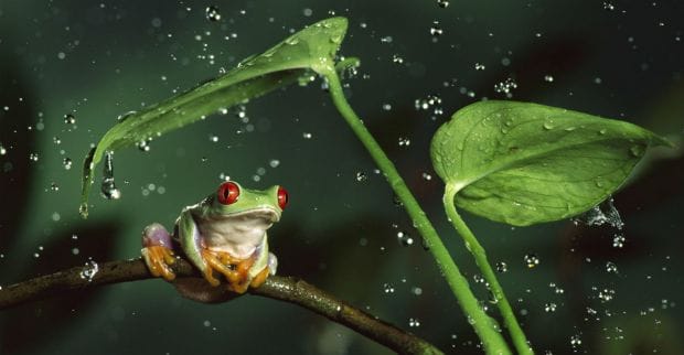 Под допросом: сервис ClickFrog