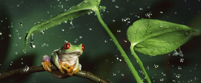 Под допросом: сервис ClickFrog