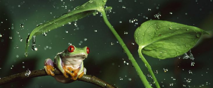 Под допросом: сервис ClickFrog