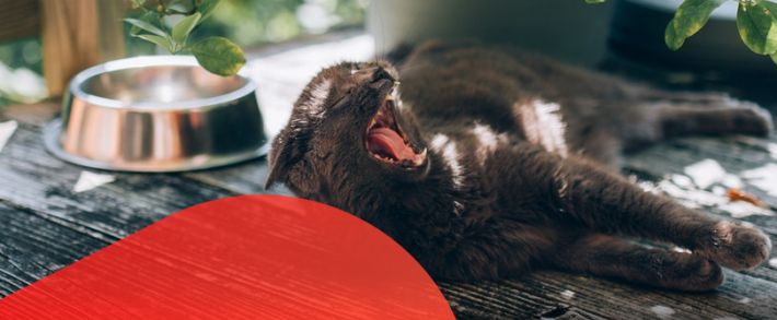 Не зевай, дайджест от Где Трафика читай