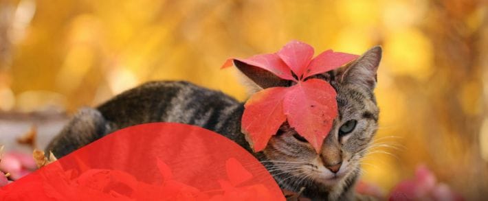 Выбираем с какой партнеркой работать в октябре