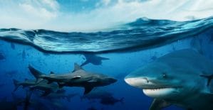 Разбираем: офферы Shark Games