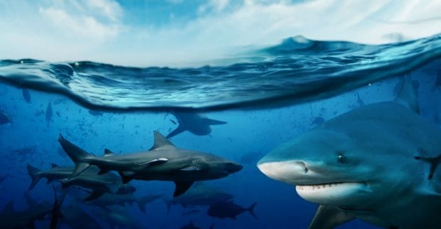 Разбираем: офферы Shark Games