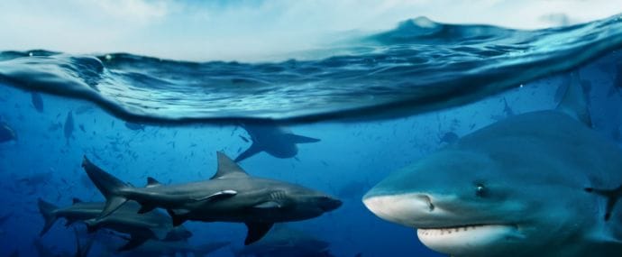 Разбираем: офферы Shark Games