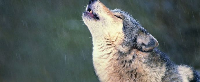 Смотри и записывай: кейс на Клык Волка плюс Google AdWords