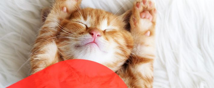 Admitad запускает ежегодный China Fest, а WelcomePartners разыгрывает iPhone 11 Pro