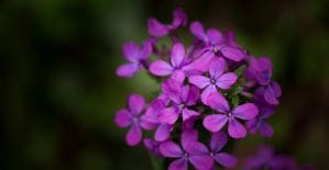 Почему никто не заметил новый движок AdvertStar и где можно выиграть билеты на CPA Life читай в дайджесте партнерок №28 (27 февраля - 4 марта)