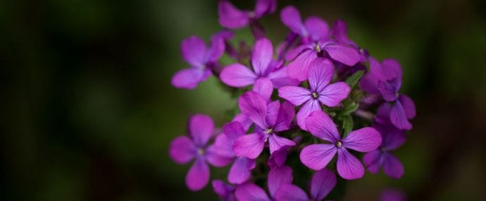 Почему никто не заметил новый движок AdvertStar и где можно выиграть билеты на CPA Life читай в дайджесте партнерок №28 (27 февраля - 4 марта)