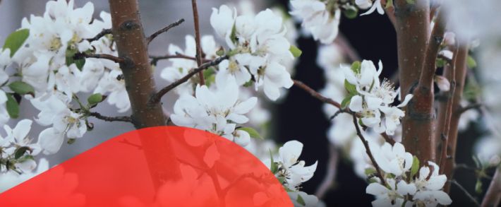 LEADS.su запускает масштабную акцию CYBERBANK 2020, а Webvork дарит деньги на счет каждому новому вебу