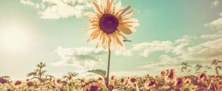 Moz представил главные факторы ранжирования Google в 2015 году