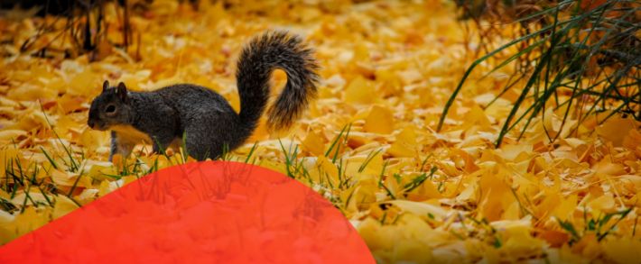 Марафон осенних активностей