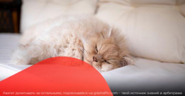 Admitad запускает Autumn Online Services Fest, а PropellerAds дарит бонусы в рамках акции «Хэллоуин-Промо»