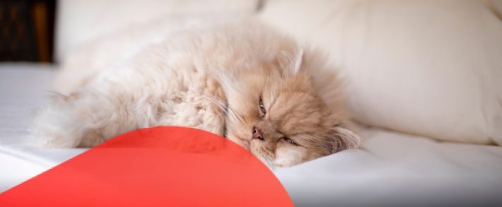 Admitad запускает Autumn Online Services Fest, а PropellerAds дарит бонусы в рамках акции «Хэллоуин-Промо»