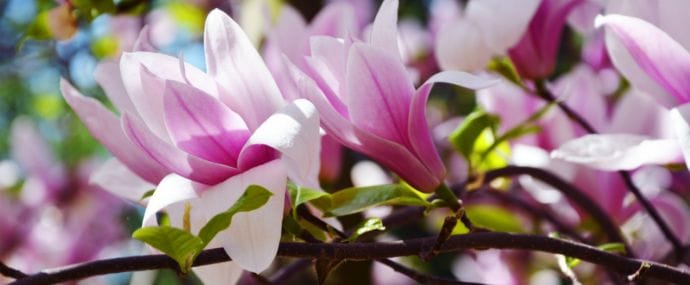 Офферы по вкусу: 5 офферов на майские