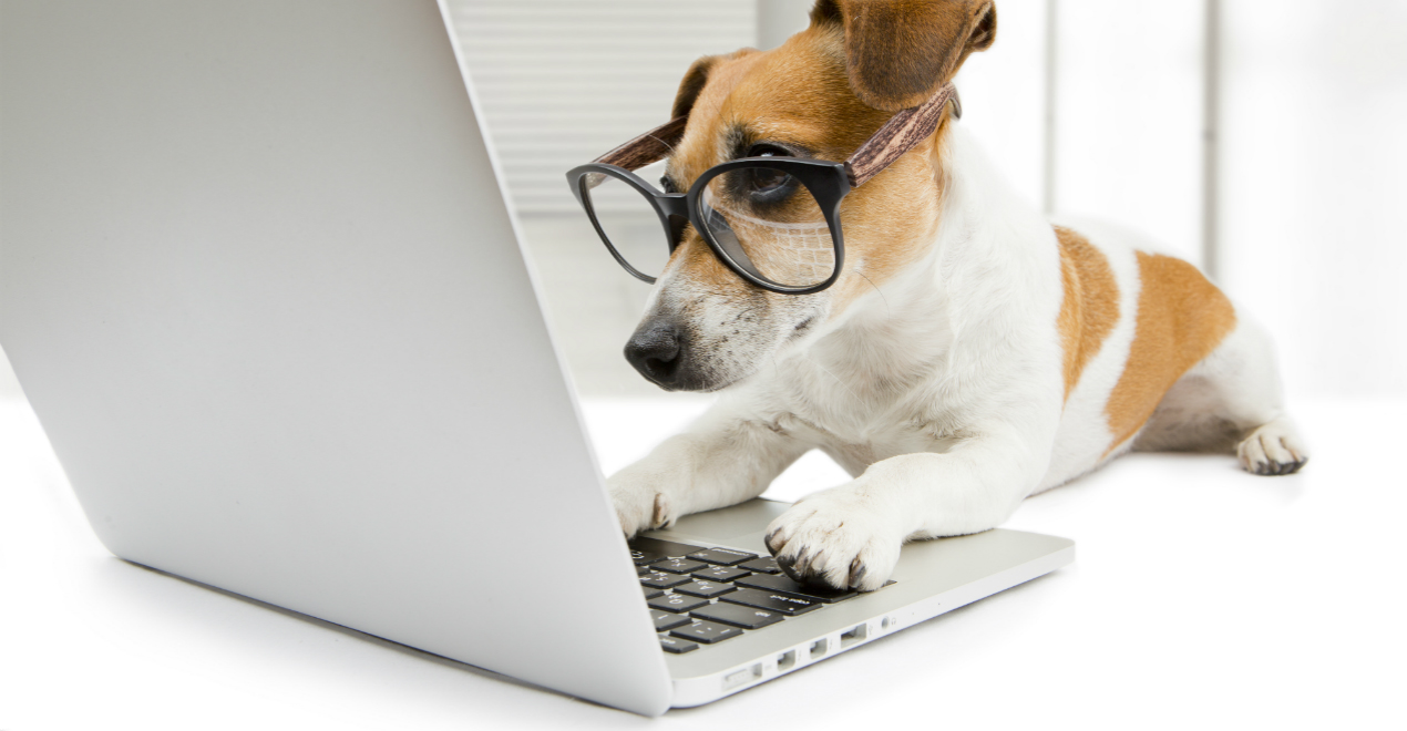 Собака в очках за компьютером
