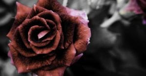 Какие вопросы задает своим вебмастерам AdmitAd и что связывает Сейлормун с арбитражем читай в дайджесте партнерок №38 (9-13 мая)