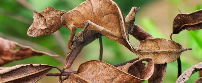 Яндекс хочет замаскировать объявления Директа