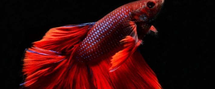 Как AdmitAd вдруг стал лучшей партнеркой Украины и зачем CTR спрашивает, нужны ли нам деньги, читай в дайджесте партнерок №41 (30 мая - 3 июня)