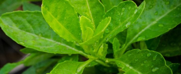 Зачем AdmitAd сделал второй Яндекс.Маркет и по какому вопросу KMA звонит Гэндальф читай в дайджесте партнерок №42 (6-10 июня)