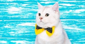 Под допросом: Космический Арбитраж Трафика