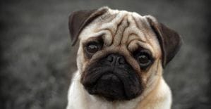 Google отключил загрузку Flash-объявлений