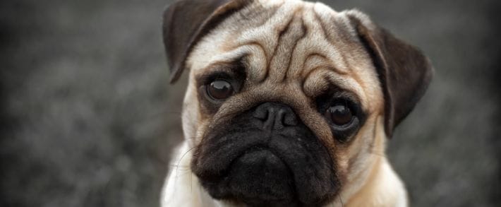 Google отключил загрузку Flash-объявлений