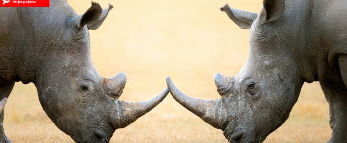 Инфографика: Instagram vs Snapchat