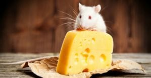 Число вирусов в рекламных сетях выросло в 3 раза