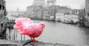 KMA дает айфоны за кейсы