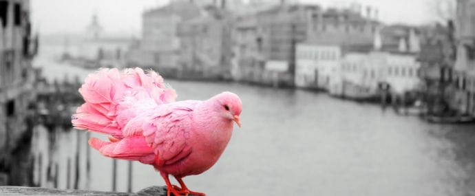 KMA дает айфоны за кейсы