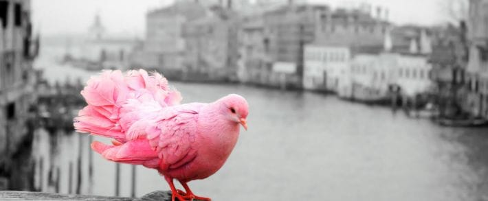 KMA дает айфоны за кейсы