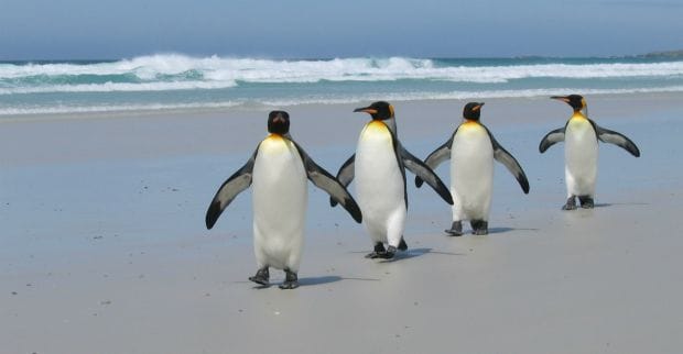 Google Penguin 4.0 стал алгоритмом основной выдачи и работает в реал-тайм режиме