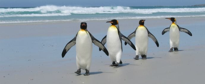 Google Penguin 4.0 стал алгоритмом основной выдачи и работает в реал-тайм режиме