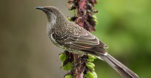 Под прицелом: KUKU.IO