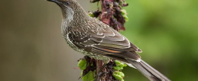 Под прицелом: KUKU.IO